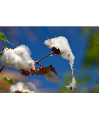 WorldTrip Cotton Flower