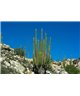 WorldTrip Organ Pipe Cactus