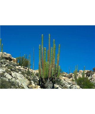 WorldTrip Organ Pipe Cactus