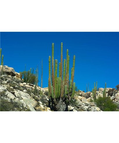 WorldTrip Organ Pipe Cactus