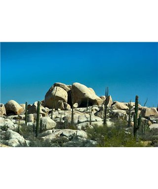 WorldTrip Cacti Landscape