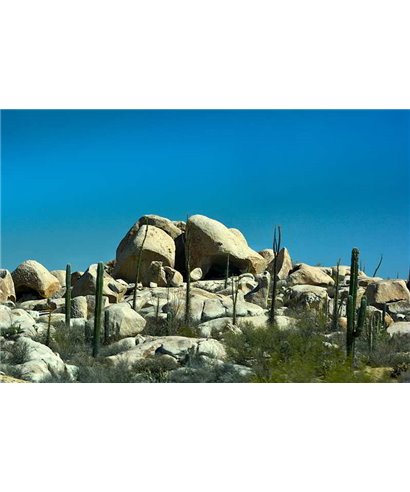 WorldTrip Cacti Landscape