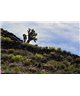 WorldTrip Vegetation