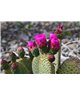 WorldTrip Fleur De Cactus
