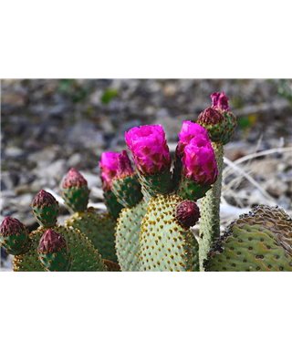 WorldTrip Cactus Flower