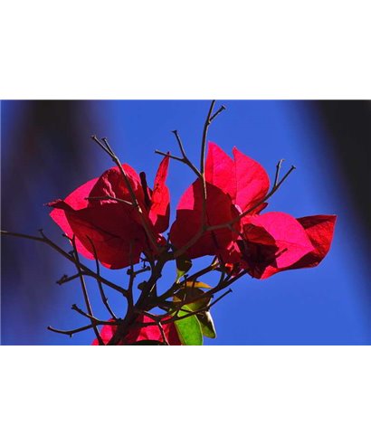 WorldTrip Poder De Flor