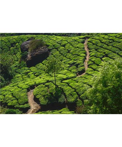 WorldTrip Tea Plantation