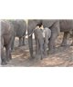 WorldTrip Elephant Family