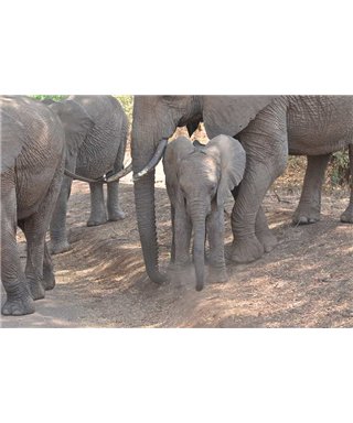 WorldTrip Elephant Family