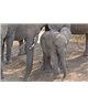 WorldTrip Elefante Bebé