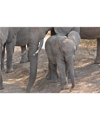 WorldTrip Elephant Baby