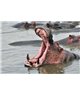 WorldTrip Hippo