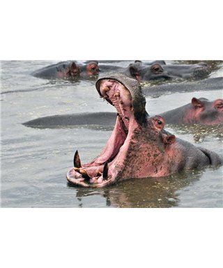 WorldTrip Hippo