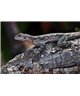 WorldTrip Lézard