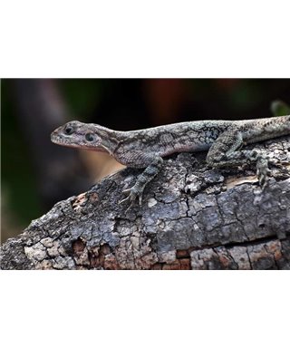 WorldTrip Lagarto