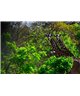 WorldTrip Africano Tenga En Cuenta