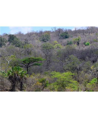 WorldTrip Tansania Bush