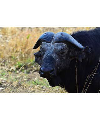 WorldTrip African Buffalo