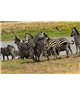 WorldTrip Troupeau De Zèbres Sur La Savane