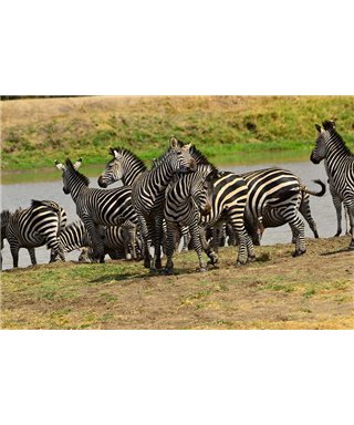WorldTrip Zebra Herd On Savanna