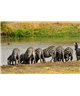 WorldTrip Zebra On The River