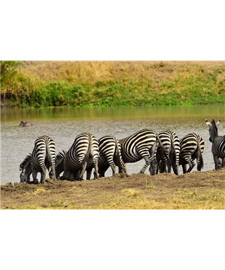 WorldTrip Zèbre Sur La Rivière