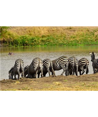 WorldTrip Zebra On The River