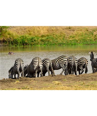 WorldTrip Zèbre Sur La Rivière