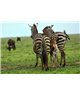 WorldTrip Zebra La Famille