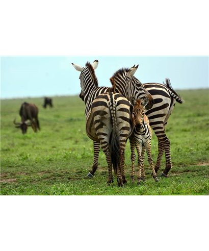 WorldTrip De Cebra De La Familia
