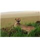 WorldTrip Afrique Guépard