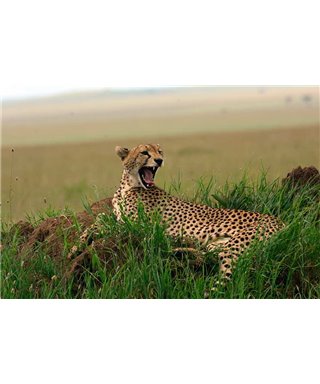 WorldTrip Guepardo Africano
