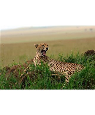 WorldTrip African Cheetah