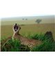 WorldTrip Cheetah In The Bush