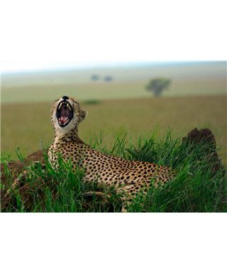 WorldTrip Cheetah In The Bush
