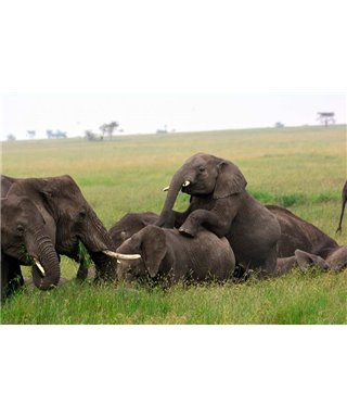 WorldTrip Troupeau D'Éléphants