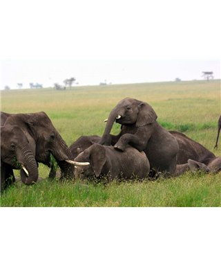 WorldTrip Elephant Herd