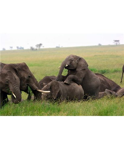 WorldTrip Troupeau D'Éléphants