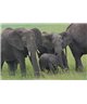 WorldTrip Bush Elefantes