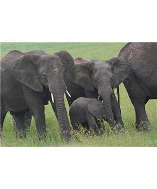 WorldTrip Bush Elephants