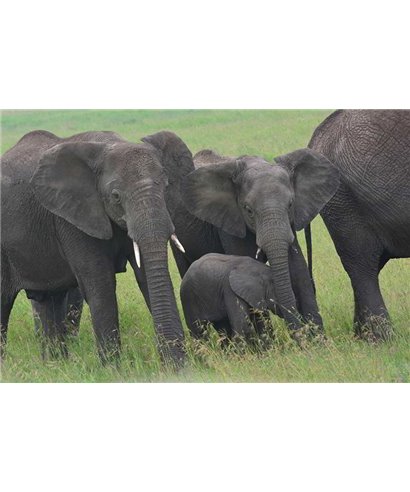 WorldTrip Bush Elephants