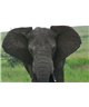 WorldTrip Big Elephant