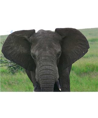 WorldTrip Big Elephant