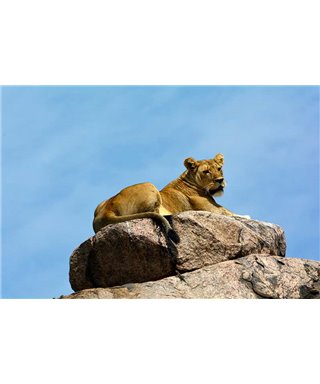 WorldTrip Lioness