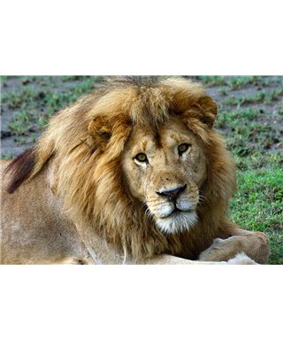 WorldTrip Roi Lion