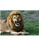 WorldTrip Teeth Fletching Lion
