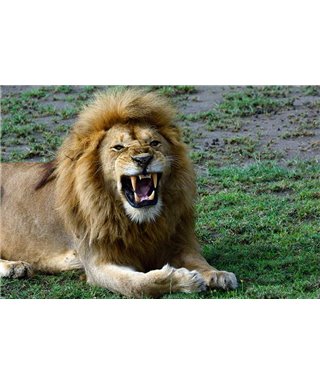 WorldTrip Teeth Fletching Lion