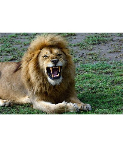 WorldTrip Dientes Fletching León