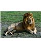 WorldTrip Relaxed Lion