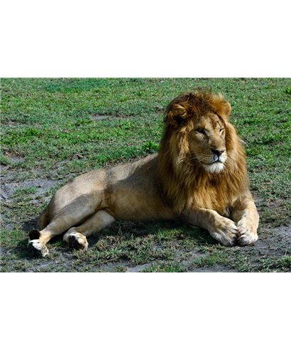 WorldTrip Relaxed Lion